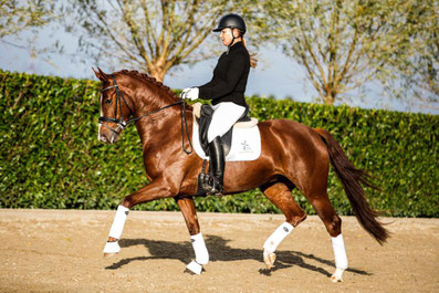 4 year old dressage horse