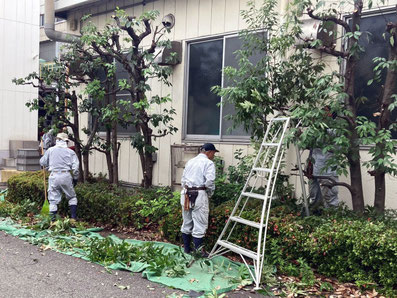 向上での樹木剪定作業