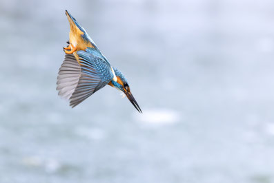 Eisvogel auf der Jagd