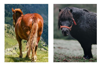 Equines Cushing Syndrom