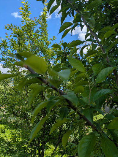 8 von 12: Obstbäume