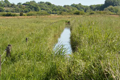 Le Marais du Cotentin est une zone riche en biodiversité, abritant de nombreuses espèces d'oiseaux, de poissons et de plantes. Il est particulièrement important pour les oiseaux migrateurs.