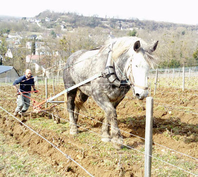  Griffage Traction animale  Cheval Vignes
