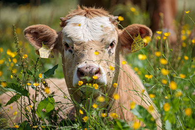 BAVARIER Verantwortungsvoller Fleischgenuss