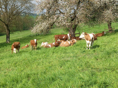 BAVARIER BIO-Streichwurst in drei Sorten