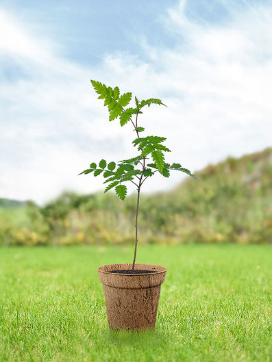 eberesche-junger-baum-pflege-keltisches-baumhoroskop
