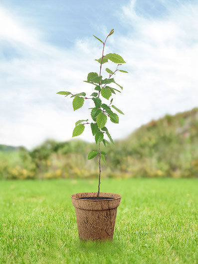 hainbuche-junger-baum-pflege-keltisches-baumhoroskop