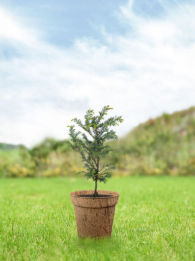 eibe-junger-baum-pflege-keltisches-baumhoroskop