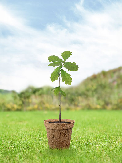 eiche-junger-baum-pflege-keltisches-baumhoroskop