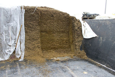 Silo Futterstock nach Entnahme mit Fräse Futtermischwagen Hirl 