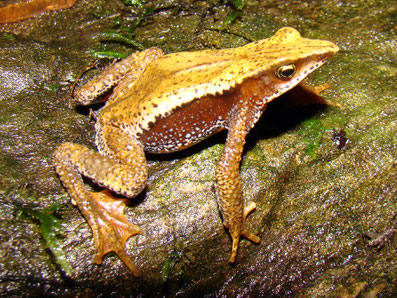 Atelopus nahumae (UICN: EN)