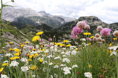 Bergblick Triglav Nationalpark 