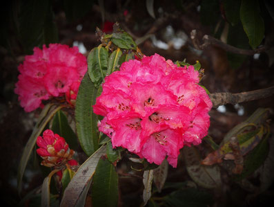 Rhododendron; Foto: © Klaus Hessenauer 