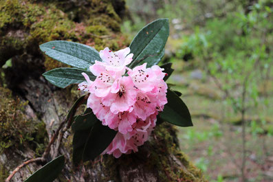 Rhododendronblüte in Nepal 