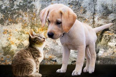 Hund und Katze