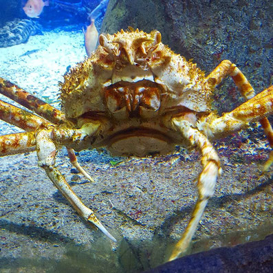Massive Japanese Crab at Aqua Terra Zoo Vienna more info at danteharker.com