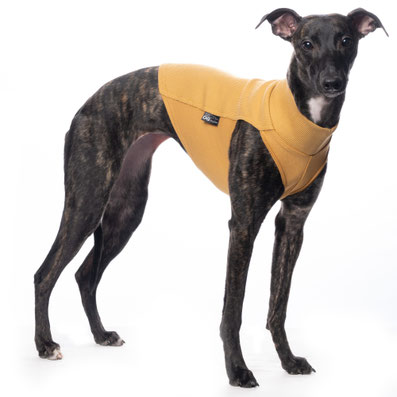 Unterwäsche aus Baumwolle von Dog Gear 