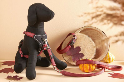 Hundegeschirr Professional Comfort