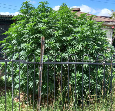 Big Bud Outdoor Pflanze