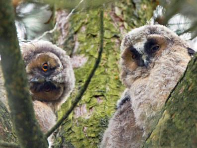 Die Waldohreulen vom Birrfeld haben Nachwuchs...