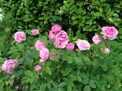 Rosier Anglais Gertrude Jekyll précoce et parfumé David Austin 