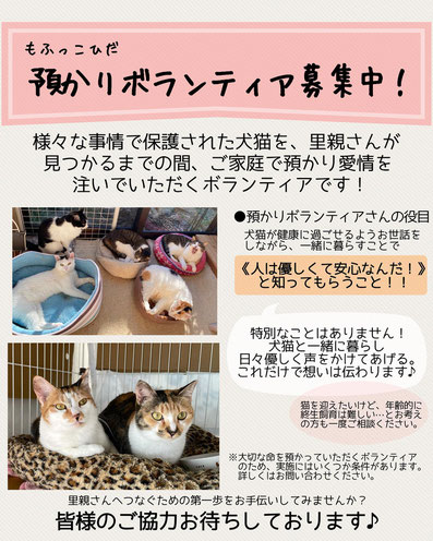 ボランティアスタッフ募集 - 犬と猫の相談室 NPO法人もふっこ