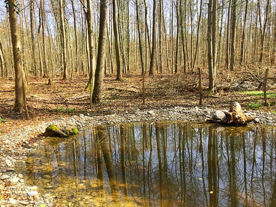 Ein Weiher mitten im Wald von Rheinfelden. Hier lebt eine grosse Population Grasfrösche.