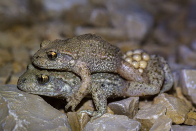 Geburtshelferkröte oder Glögglifrosch in Rheinfelden nahe Leichgebiet ausgestorben