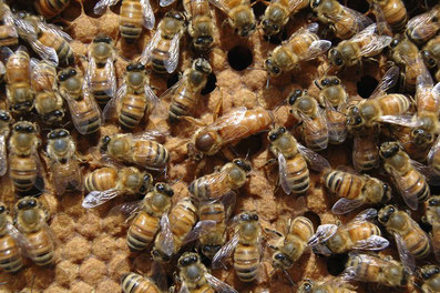 Une reine avec des abeilles ouvrières sur un cadre de couvain