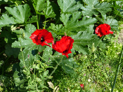 Roter Klatschmohn im Beet