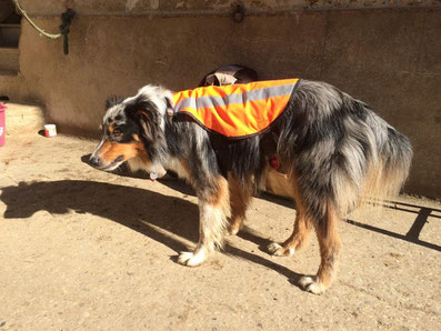 Avec son superbe gilet orange très tendance.