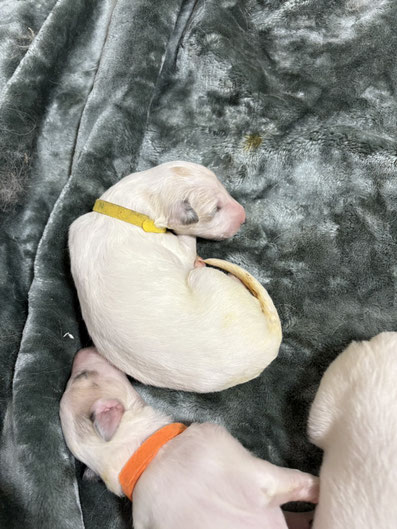 ボルゾイの事典 Amazon.co.jp: ボルゾイの事典: 性格、飼育、沿革、繁殖まで