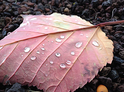 Blatt vom Schlangenhautahorn mit Tautropfen
