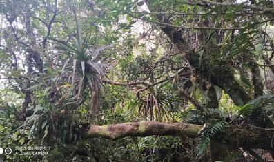 Insel La Réunion: Dichte, vorwiegende endemische Vegetation im Regenwald auf 1700m Höhe