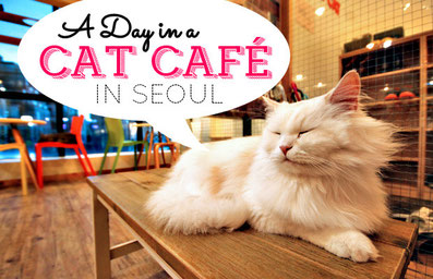 A Day In A Cat Café In Seoul, South Korea | JustOneWayTicket.com