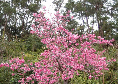 良く咲いていた桜　まつり当日　2020/01/18