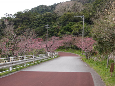 桜の開花（道すがら）　まつり当日　2020/01/18