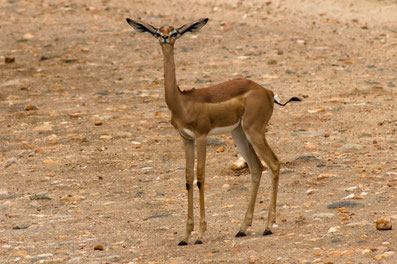 Giraffengazelle (Gerenuk)