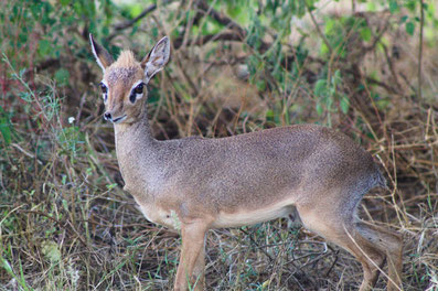 Dikdik