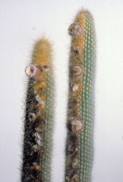 Facheiroa estevesii, Holotypaufsammlung / plants of holotype collection / plantas da coleção de holótipo