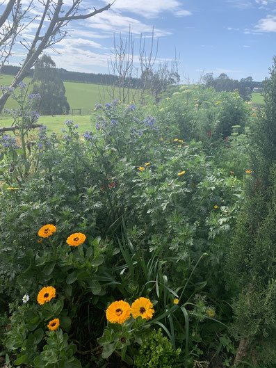 Highway for the bees and butterflies.