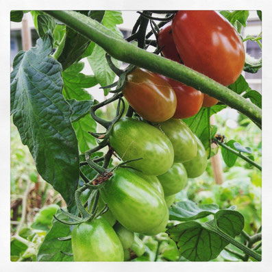 Principe Borghese Tomato - ideal for sundried