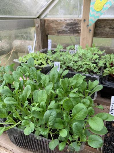 Lettuce microgreens