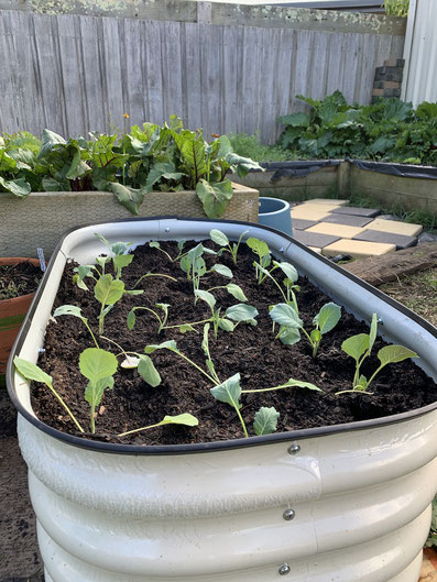 Collard Greens growing in our new garden bed.