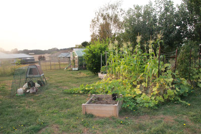 Home edible garden