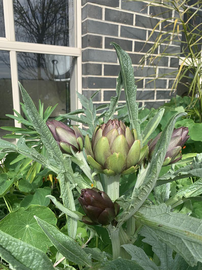 Purple Italian Artichoke