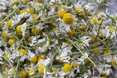 drying chamomile