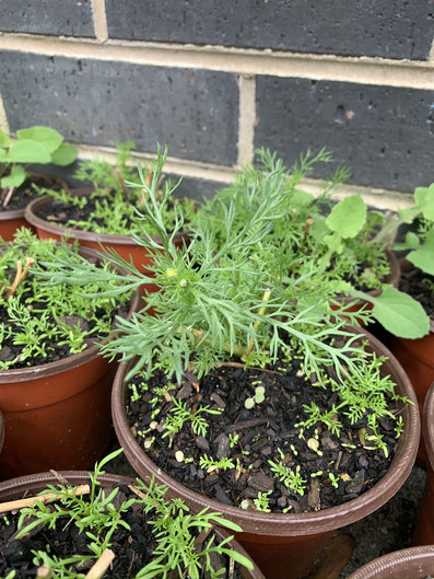 Chamomile self-seeding in a pot