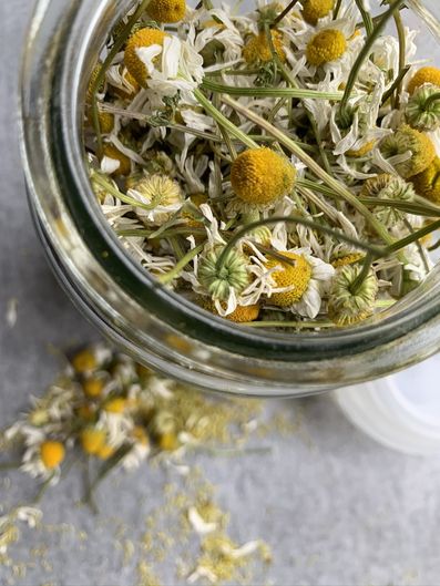 Dry chamomile goes into recycled coffee jars.