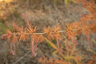 New plants don't have any chance to grow. Üfter Mark, Germany, 2022